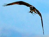Osprey